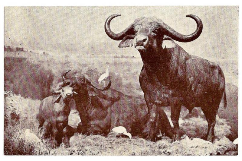 American Museum Natural History African Buffalo Postcard