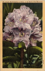 Close View Purple Rhododendron Flower Bloomed Heart Mountains Postcard Note PM 