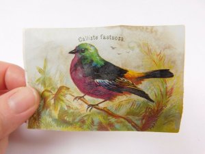 Lot Of 9 Victorian Scrap Trade Cards Wild Birds Goura Coronata Etc CA87