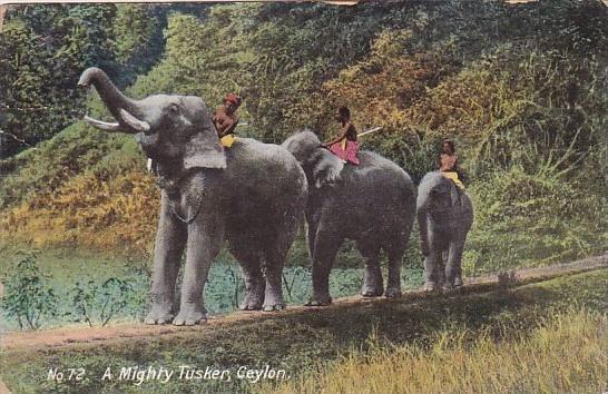 Elephants Ceylon Elephants A Mighty Tusker 1910