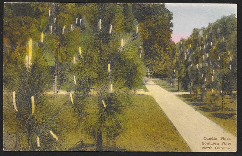 Candle Pines Southern Pines North Carolina Unused c1920s