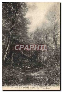 Old Postcard Foret La Sainte Baume Grand Draio