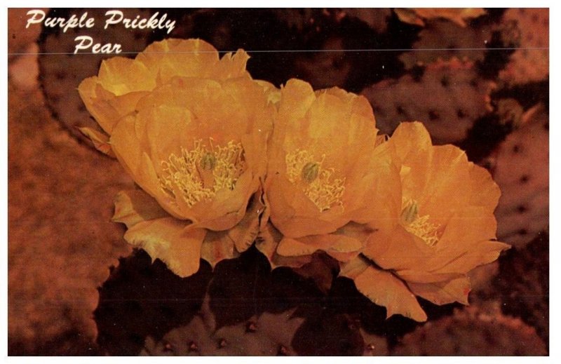 Purple Prickly Pear Cactus Desert Botanical Gardens Cactus Postcard Posted 1971