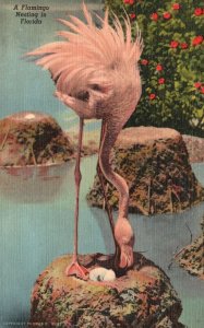 Vintage Postcard A Flamingo Nesting Scene Hialeah Park Florida Tropical Series