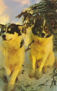 Husky Sled Dogs AK, Alaska - Posing in the Arctic North - Animals