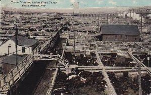 Nebraska South Omaha Union Stock Yards Cattle Division 1911