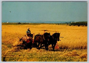 Mennonite Farmer Harvesting Grain, Near Elmira & St Jacobs, Ontario Postcard