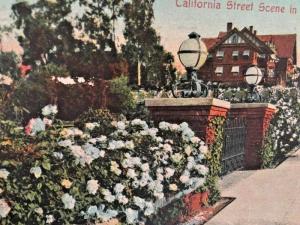 Postcard 1909 California Street Scene in Midwinter.    X2