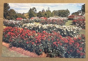 UNUSED POSTCARD - ROSE GARDEN, TE AWAMUTU, WAIKATO, NEW ZEALAND