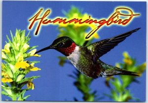 Postcard - Ruby-Throated Hummingbird (Archilochus Colubris)
