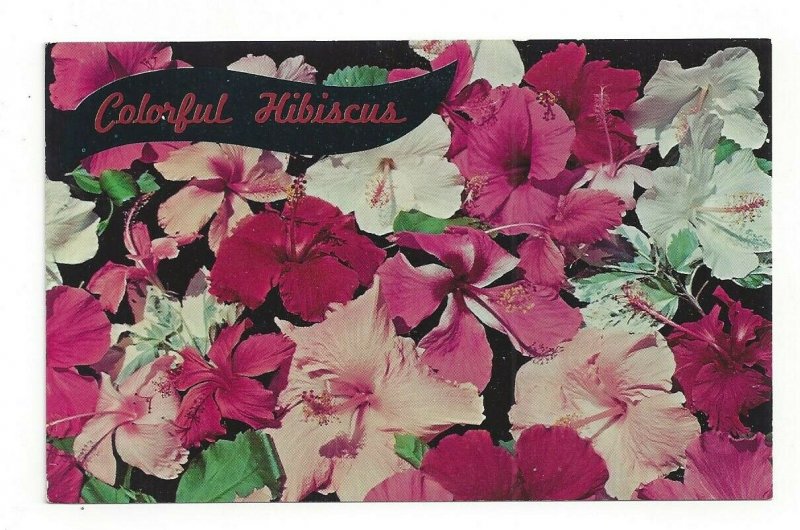 Colorful Hibiscus FL Florida Standard View Postcard 