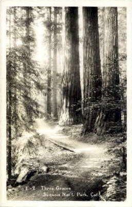 Three Graces - Sequoia National Park, CA