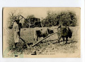 3076860 ALGERIA Plowed land Kabylie on bull carriage Vintage PC