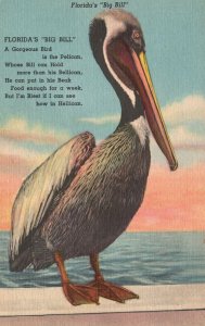 Vintage Postcard Big Bull Pelicon A Gorgeous Bird Tropical Florida Series Card