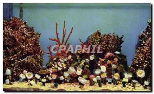 Old Postcard Monaco Aquarieum The coralliaires