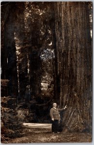 1915 Man Under The Giant Redwood Tree California Real Photo RPPC Posted Postcard