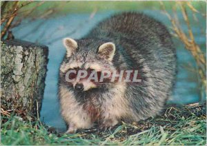 Modern Postcard Raccoon Raccoon Waschbar