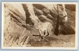 1912 Bobcat Trap Hunting Los Angeles California CA RPPC Photo Antique Postcard