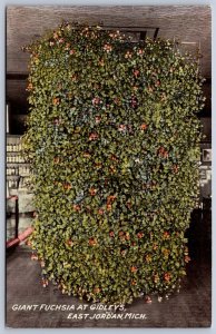 K49/ East Jordan Michigan Postcard c1910 Giant Fuschia at Gidley's Store 521