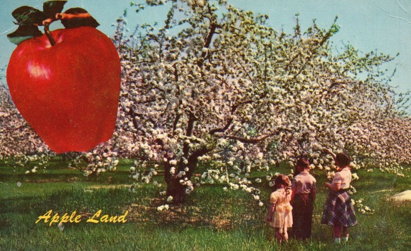 Postcard Apple Land Farm Fruit Farm 