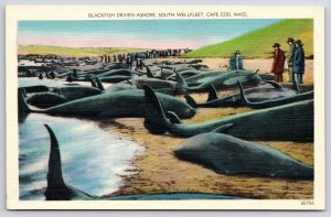 Vintage Postcard Blackfish Driven Ashore South Wellfleet Cape Cod Massachusetts