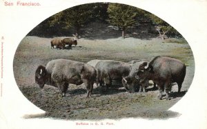 Vintage Postcard 1900's Buffalo in G.G. Park San Francisco California
