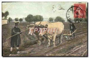 Old Postcard Folklore Vichy Oxen Plowing around