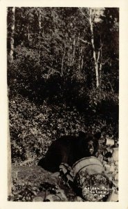 LP07 Lutzen  Minnesota RPPC  Postcard  Resort Bear 