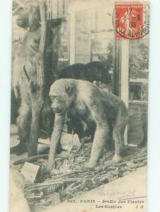 1908 Postcard MONKEY EXHIBIT IN PARIS FRANCE AC3143