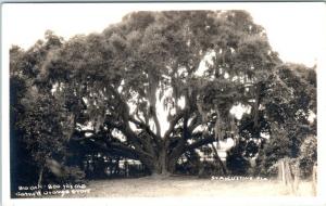 RPPC   ST. AUGUSTINE, Florida  FL    Big Oak  GARNETT ORANGE GROVE    Postcard