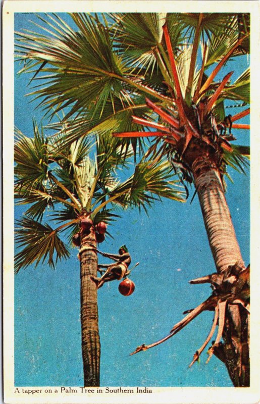 India A Tapper On A palm Tree In Southern India Vintage Postcard C212