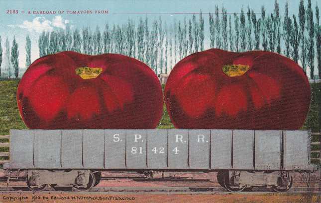 SP RR Carload of Giant Tomatoes CA, California DB