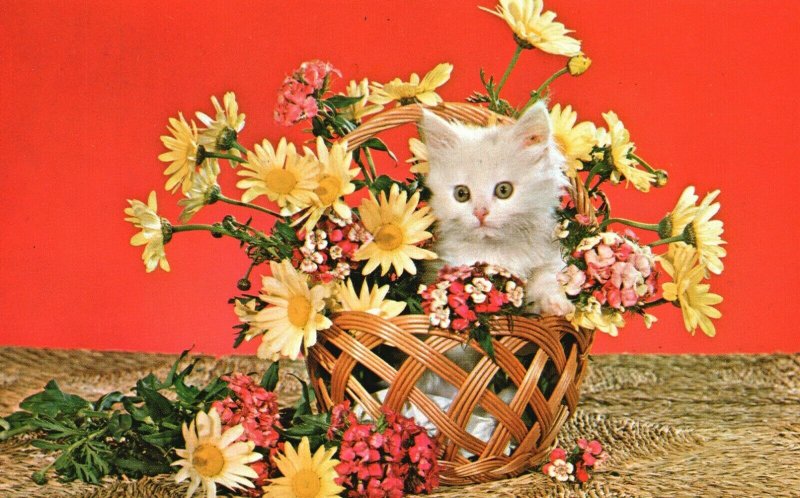 Vintage Postcard White Cat in Basket with Flowers Fresh as a Daisy