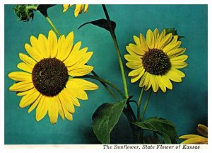 Sunflower Official State Flower Kansas Plant Chrome Postcard WOB Posted Cancel 