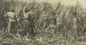 Hawaii RPPC c1910 HARVESTING SUGAR CANE Workers Cutting OCCUPATIONAL 