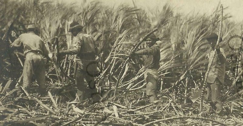 Hawaii RPPC c1910 HARVESTING SUGAR CANE Workers Cutting OCCUPATIONAL 