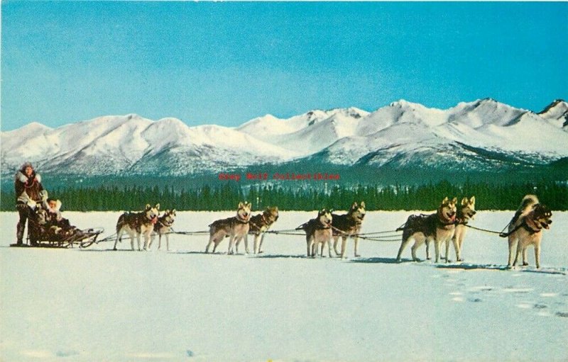 AK, Northern Alaska, Husky Dog Team, H.S. Crocker