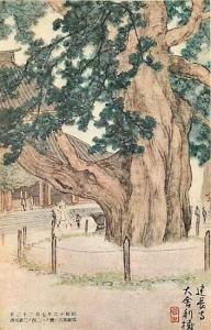 Japan, Large Tree, Park Area