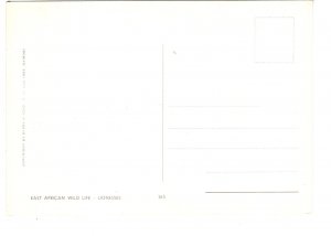 Lionesses, East African Wild Life