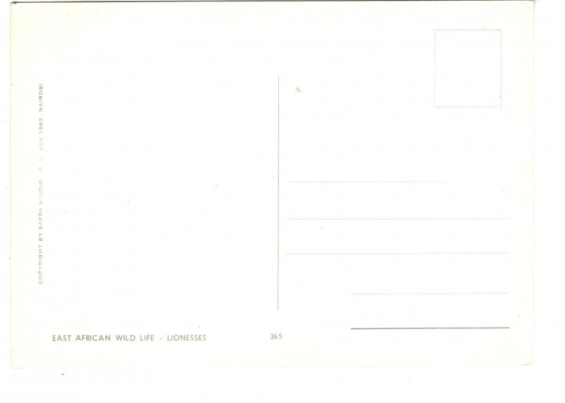 Lionesses, East African Wild Life