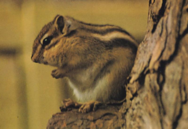 Red Chipmunk at Marwell Winchester Zoo Endangered Species Postcard