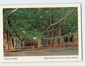 Postcard Banyan Tree, Edison Winter Home, Fort Myers, Florida