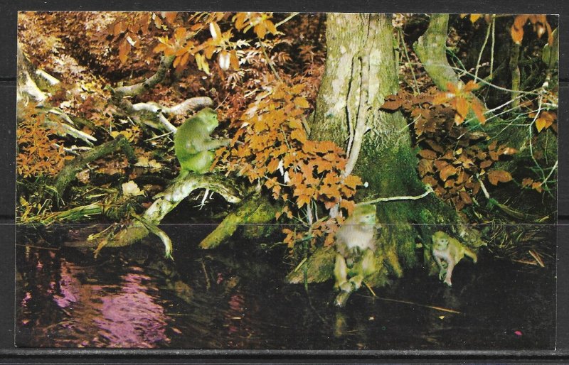 Florida, Silver Springs - Monkeys Seen From Jungle Cruise - [FL-345]