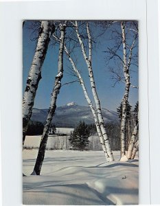 Postcard Through the birches in a beautiful Winter setting, Mt. Chocorua, N. H.