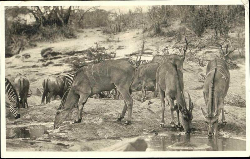 africa, African Game, ZEBRA, Wild Life (1950s) RPPC