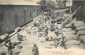 Gambia Bathurst natives picking of ground nuts ethnic community life postcard