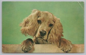 Animal~Dog~Cocker Spaniel Puppy @ Fence~Vintage Postcard 