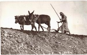 Postcard Arabian Man Plowing With Cow & Donkey Rppc