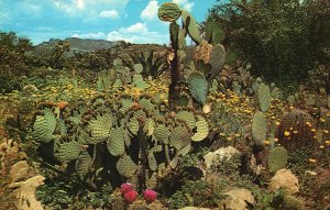 Vintage Postcard 1965 Prickly Pear Cactus Desert Garden Arizona AZ Pub by Petley