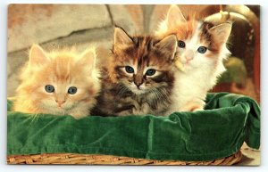 1950s FLUFFY KITTENS GREEN VELVET BASKET PHOTOCHROME POSTCARD P269